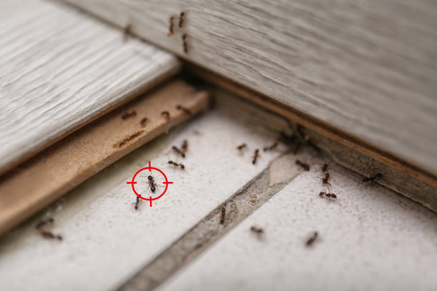 Best Pest Control Near Me in Lathrup Village, MI
