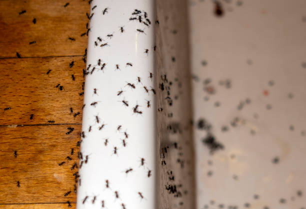 Spider Control Near Me in Lathrup Village, MI