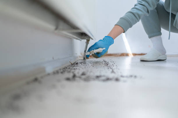 Best Local Pest Control Services  in Lathrup Village, MI